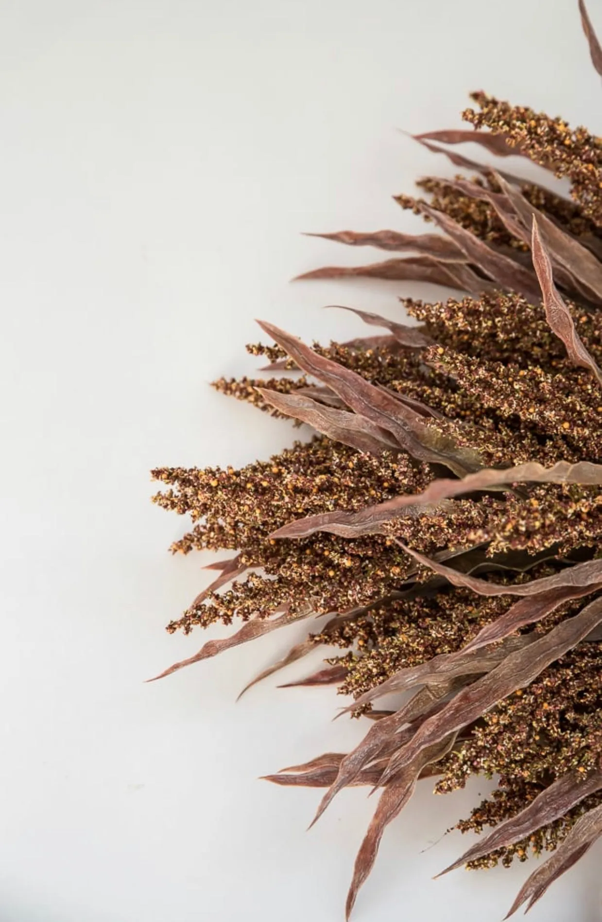 Astilbe wheat grass bush - rusty brown
