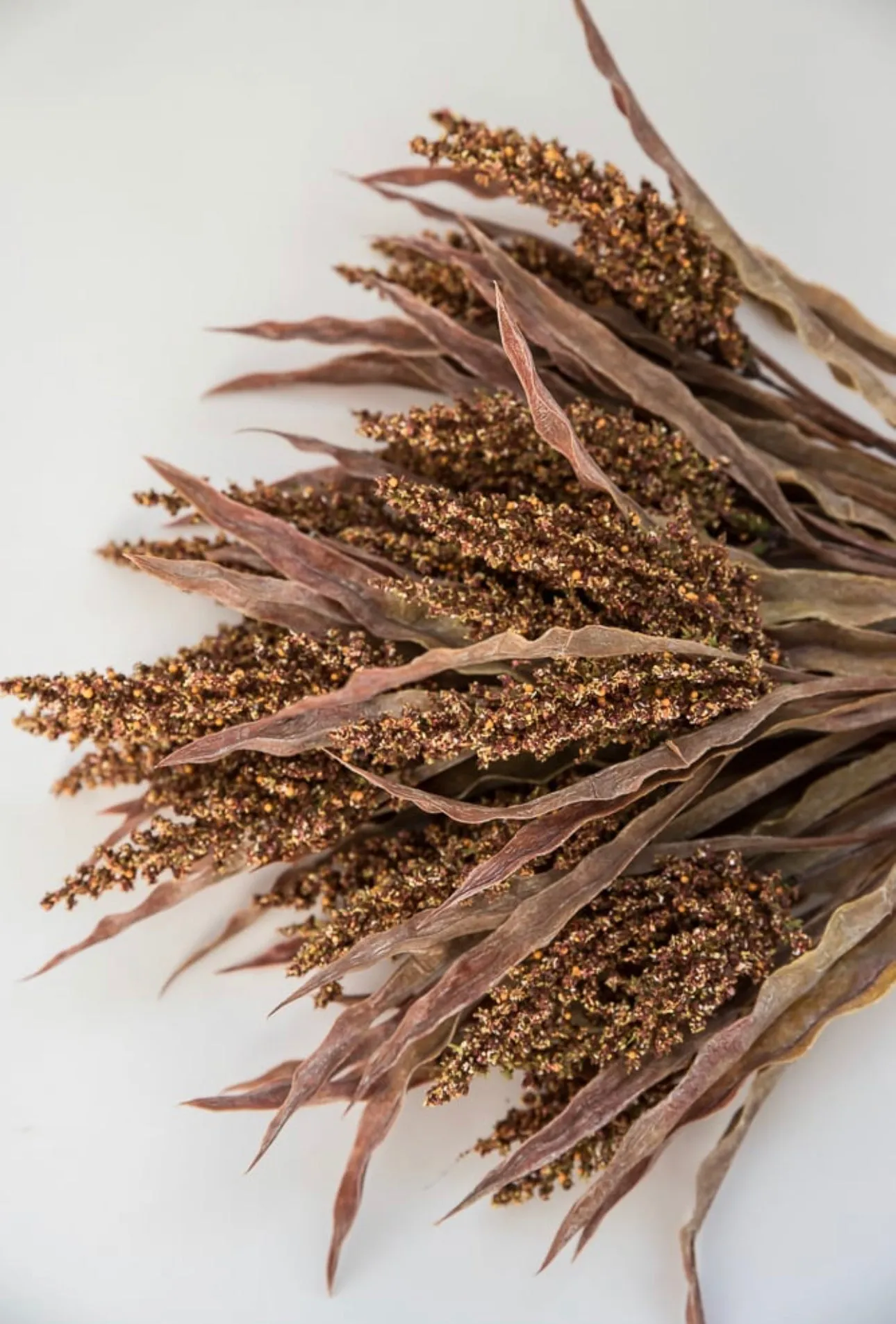 Astilbe wheat grass bush - rusty brown
